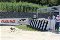 Italian_Greyhound_Track_Record_CGDF_IMG_8490.JPG