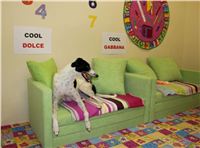 Rekordman_Cool_Dolce_Greyhound_Schooling_Academy_Prague_IMG_7379-1[1].jpg