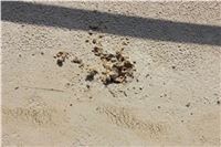 Sand_Greyhound_Park_Motol_Prague_CGDF_IMG_7684.jpg