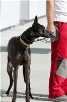 Test_Greyhound_Park_Motol_CGDF_DSC_7467.jpg