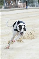 Test_Greyhound_Park_Motol_CGDF_DSC_7485 (2).jpg