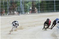 Test_Greyhound_Park_Motol_CGDF_DSC_7485.jpg