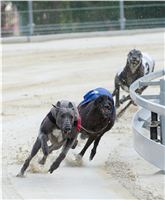 Test_Greyhound_Park_Motol_CGDF_DSC_7487.jpg