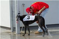 Test_Greyhound_Park_Motol_CGDF_DSC_7512.jpg