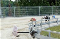 Test_Greyhound_Park_Motol_CGDF_DSC_7548.jpg