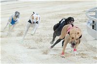 Test_Greyhound_Park_Motol_CGDF_DSC_7553.jpg