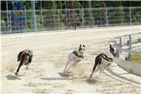 Test_Greyhound_Park_Motol_CGDF_DSC_7623.jpg