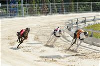 Test_Greyhound_Park_Motol_CGDF_DSC_7624.jpg