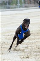 Test_Greyhound_Park_Motol_CGDF_DSC_7714.jpg