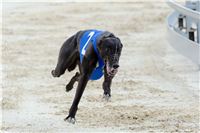 Test_Greyhound_Park_Motol_CGDF_DSC_7716.jpg