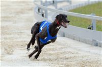 Test_Greyhound_Park_Motol_CGDF_DSC_7717.jpg