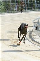 Test_Greyhound_Park_Motol_CGDF_DSC_7840.jpg