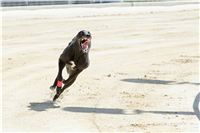 Test_Greyhound_Park_Motol_CGDF_DSC_7848.jpg