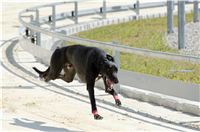 Test_Greyhound_Park_Motol_CGDF_DSC_7852.jpg