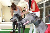 Test_Greyhound_Park_Motol_CGDF_IMG_8042.JPG