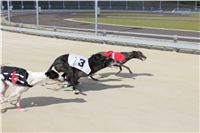 Test_Greyhound_Park_Motol_CGDF_IMG_8067.JPG