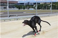 Test_Greyhound_Park_Motol_CGDF_IMG_8419.JPG