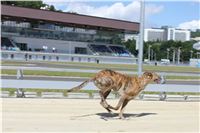 Test_Greyhound_Park_Motol_CGDF_IMG_8521.JPG