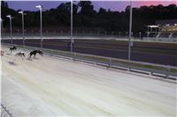 night_test_race_Greyhound_Park_Motol_IMG_8680.JPG