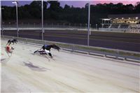 night_test_race_Greyhound_Park_Motol_IMG_8681.jpg