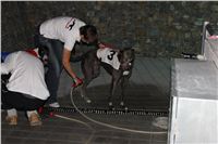 night_test_race_Greyhound_Park_Motol_IMG_8820.JPG