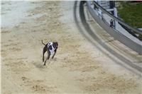 night_test_race_Greyhound_Park_Motol_DSC_8144.jpg