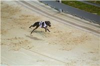 night_test_race_Greyhound_Park_Motol_DSC_8146.jpg