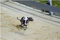 night_test_race_Greyhound_Park_Motol_DSC_8147.jpg