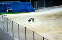 night_test_race_Greyhound_Park_Motol_DSC_8162.jpg