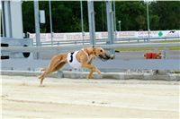 Greyhound_Park_Motol_Prazske_multifunkcni_centrum_sportu_DSC_8229.jpg