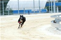 Greyhound_Park_Motol_Prazske_multifunkcni_centrum_sportu_DSC_8241.jpg