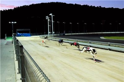 night_test_race_Greyhound_Park_Motol_DSC_8020.jpg