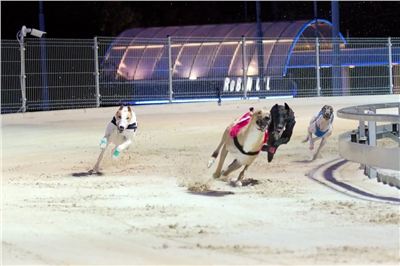 night_test_race_Greyhound_Park_Motol_DSC_8059.jpg