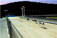 night_test_race_Greyhound_Park_Motol_DSC_8020.jpg