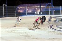 night_test_race_Greyhound_Park_Motol_DSC_8059.jpg