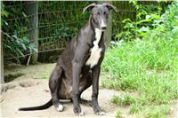 Flying_Stanley_Droppys_Lisa_greyhound_pups_1.JPG