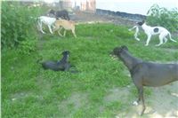 Flying_Stanley_Droppys_Lisa_greyhound_pups_11.JPG