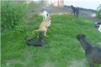 Flying_Stanley_Droppys_Lisa_greyhound_pups_12.JPG