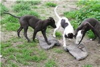 Flying_Stanley_Droppys_Lisa_greyhound_pups_14.JPG