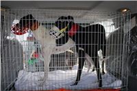 Greyhound_transport_Chateaux_Czech_racing_IMG_4314.JPG