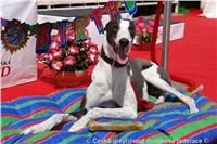 Cayenn_Elbony_Happy_Birthday_DSC02480_Czech_Greyhound_Racing_Federation.JPG