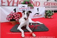 Crown_Prince_White_Elbony_NQ1M6849_Czech_Greyhound_Racing_Federation.jpg