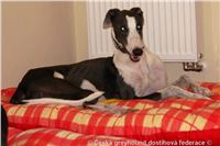 Greyhound_Cayenn_DSC07895_Czech_Greyhound_Racing_Federation.JPG