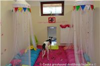 Princess_ Budoar_DSC07537_Czech_Greyhound_Racing_Federation.JPG