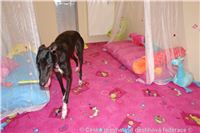 Princess_ Budoar_DSC07541_Czech_Greyhound_Racing_Federation.JPG