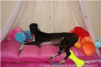 Princess_ Budoar_DSC07564_Czech_Greyhound_Racing_Federation.JPG