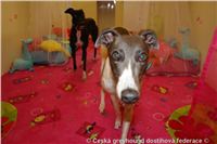 Princess_ Budoar_DSC07612_Czech_Greyhound_Racing_Federation.JPG