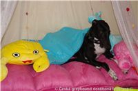 Princess_ Budoar_DSC07744_Czech_Greyhound_Racing_Federation.JPG