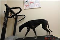 chrti_fitness_Greyhound_Chateaux_DSC03607.JPG