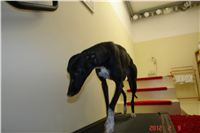 chrti_fitness_Greyhound_Chateaux_DSC03611.JPG